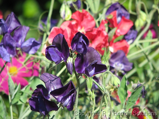 Sweet Peas_2